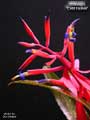 Billbergia 'Cold Fusion'